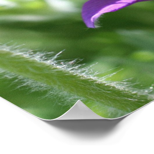 Poster Fleur violette Pasque Fermer (Coin)