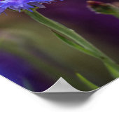 Poster Fleur violette - Photographie de la fleur de macro (Coin)