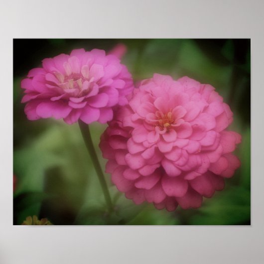 Poster Fleur Zinnia Rose En Fleur (Devant)