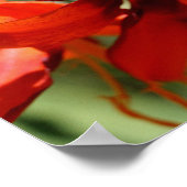 Poster Fleurie Orange Lily Flower (Coin)