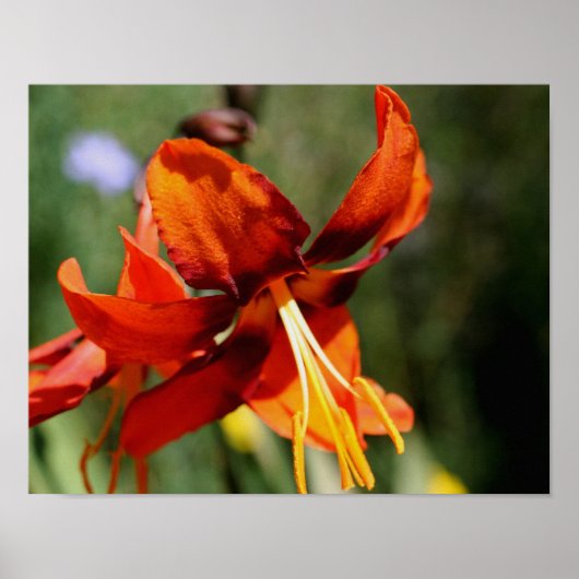 Poster Fleurie Orange Lily Flower (Devant)