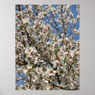 Poster fleurs
