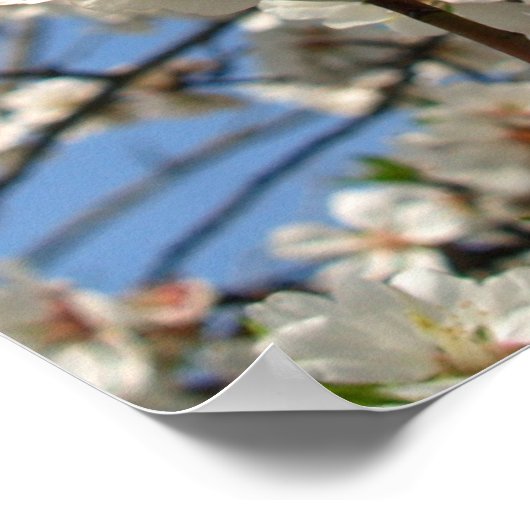 Poster fleurs (Coin)