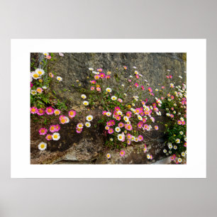 Poster Fleurs