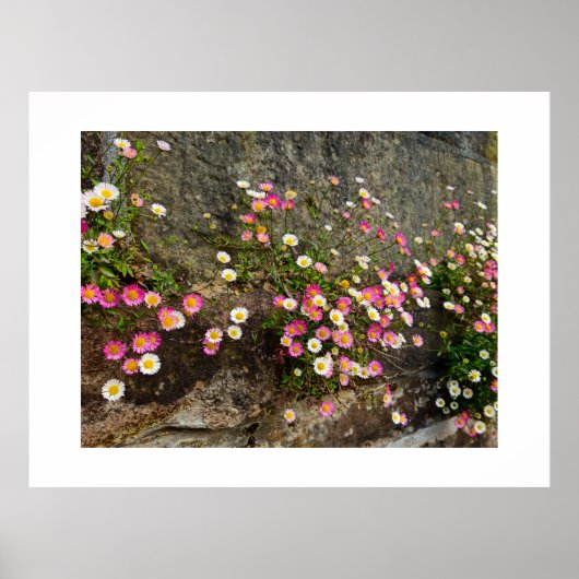 Poster Fleurs (Devant)