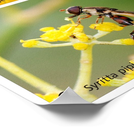 Poster Fleurs (Coin)