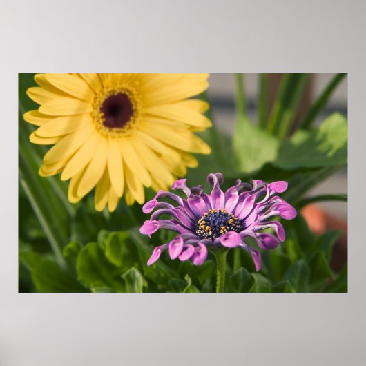 Poster Fleurs (Devant)
