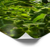 Poster Fleurs (Coin)