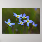 Poster Fleurs (Devant)