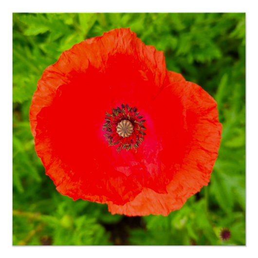 Poster Fleurs (Devant)