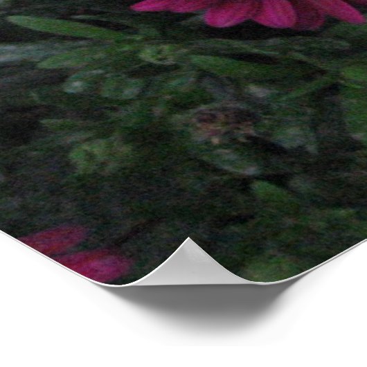 Poster Fleurs (Coin)