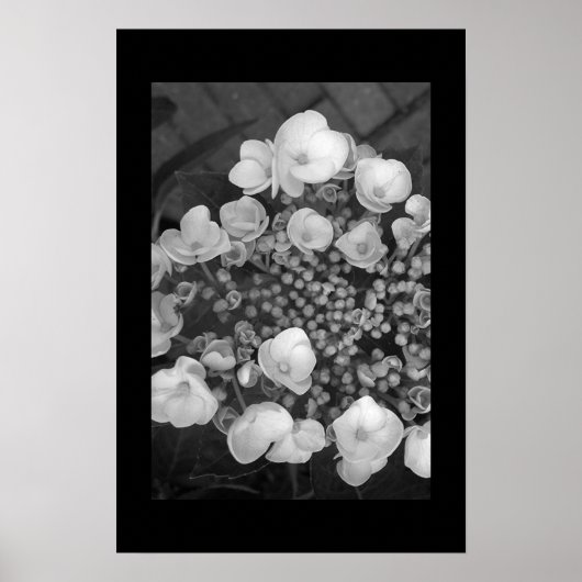 Poster Fleurs (Devant)