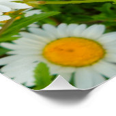 Poster Fleurs (Coin)