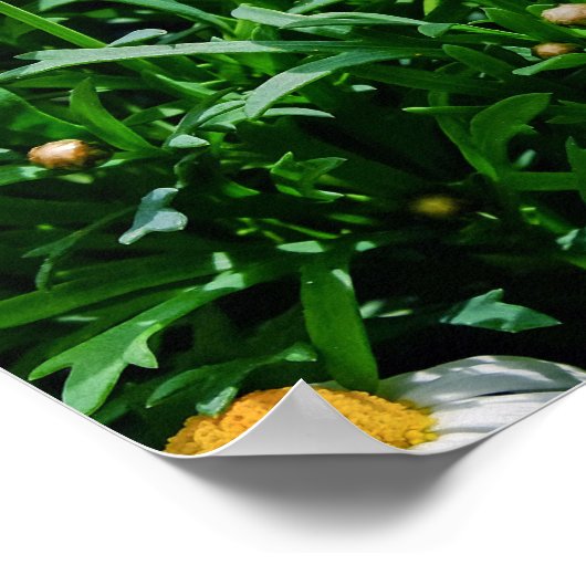 Poster Fleurs (Coin)