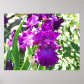 Poster fleurs (Devant)