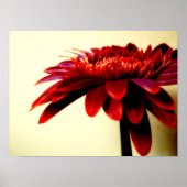 POSTER FLEURS-007 (Devant)