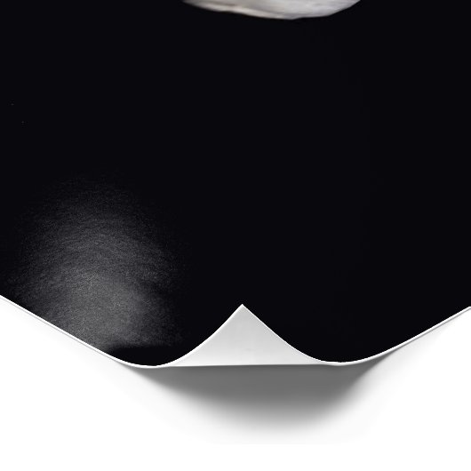 Poster Fleurs 1 (Coin)