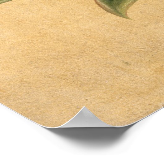 Poster Fleurs, 1835 (Coin)