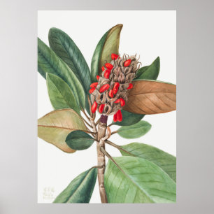 Poster Fleurs 2