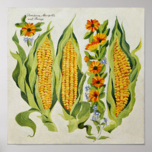 Poster Fleurs 2014 de maïs et de moelle /courgette