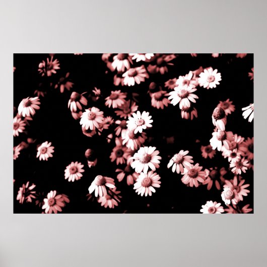 Poster Fleurs #4250 5 Imprimer (Devant)