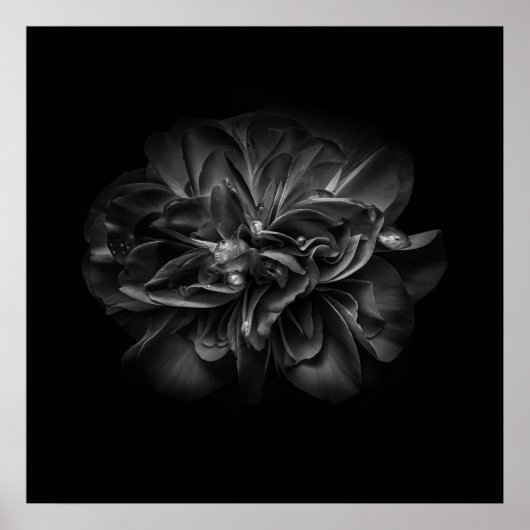 Poster Fleurs 67 BW (Devant)
