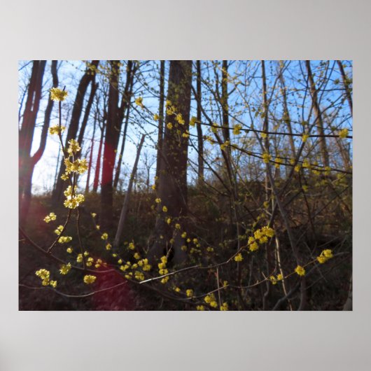 Poster Fleurs à épicéa au printemps (Devant)