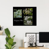 Poster Fleurs À feuillage persistant de poires florissant (Bureau à domicile)