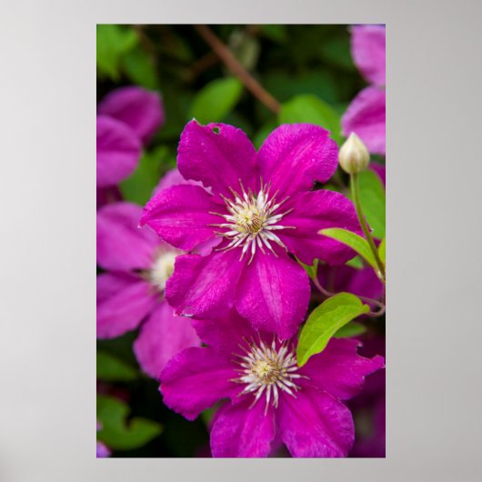Poster Fleurs à Robinette's Apple Haus and Gift Barn 2 (Devant)