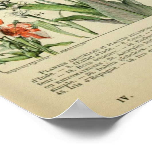 Poster Fleurs Adolphe Millot (Coin)