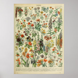 Poster Fleurs Adolphe Millot
