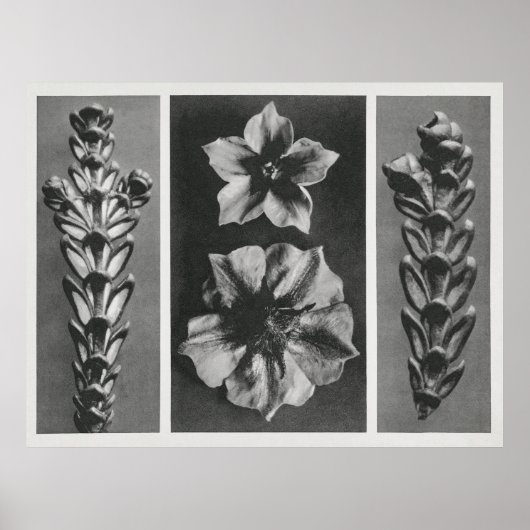 Poster Fleurs agrandies (Devant)