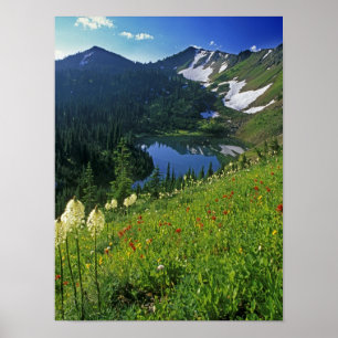 Poster Fleurs alpines dans le Jewel Basin dans la