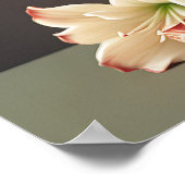 Poster Fleurs Amaryllis (Coin)