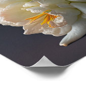 Poster Fleurs Amaryllis (Coin)