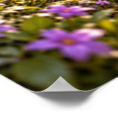 Poster Fleurs apparentées (Coin)