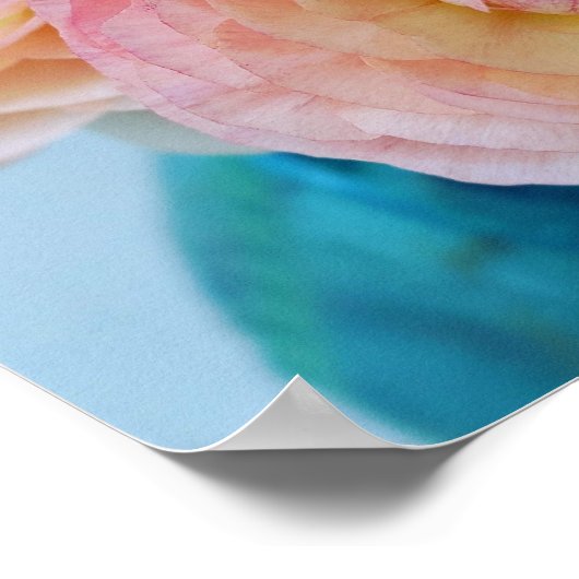 Poster Fleurs arc-en-ciel Ranunculus (Coin)