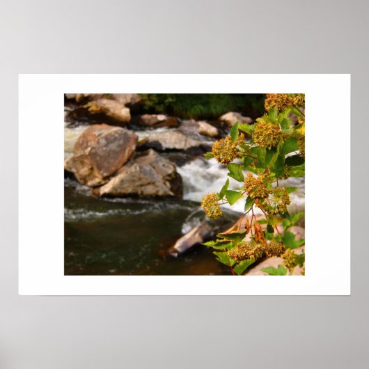 Poster fleurs au bord de la rivière (Devant)