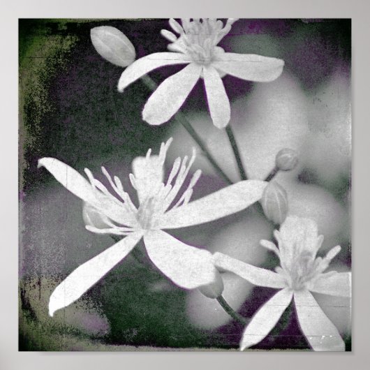 Poster Fleurs blanches (Devant)