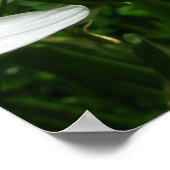 Poster fleurs blanches (Coin)