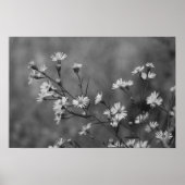 Poster Fleurs blanches B&W (Devant)