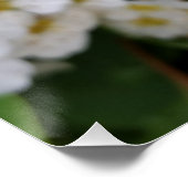 Poster Fleurs blanches brillantes (Coin)