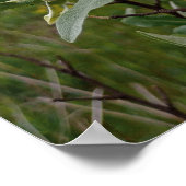 Poster Fleurs blanches crémeuses sur un buisson après la (Coin)