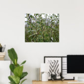 Poster Fleurs blanches crémeuses sur un buisson après la (Bureau à domicile)