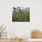 Poster Fleurs blanches crémeuses sur un buisson après la (Cuisine)