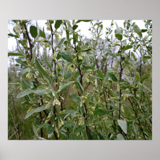 Poster Fleurs blanches crémeuses sur un buisson après la