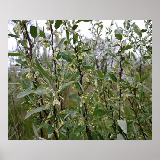 Poster Fleurs blanches crémeuses sur un buisson après la (Devant)