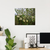 Poster Fleurs blanches crémeuses sur un buisson après la (Bureau à domicile)