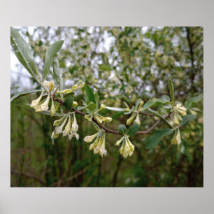 Poster Fleurs blanches crémeuses sur un buisson après la