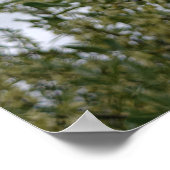 Poster Fleurs blanches crémeuses sur un buisson après la  (Coin)